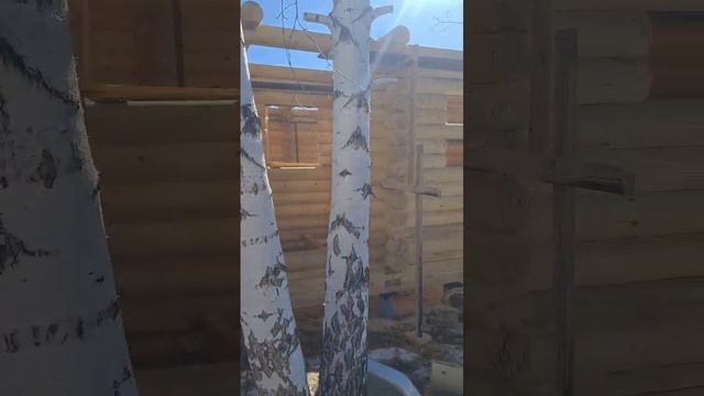 Дом- Баня из оцилиндрованного бревна d=240мм смотреть онлайн