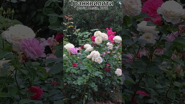 Роза Транквилити - Tranquillity (David Austin, 2012)