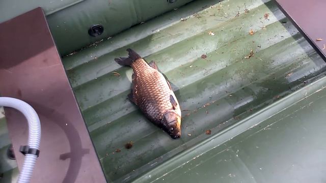 Рыбалка (1 карась за ночь холодно)