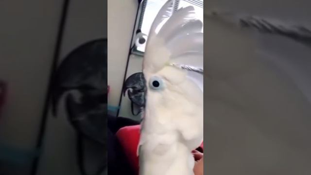 прикол смотреть онлайн