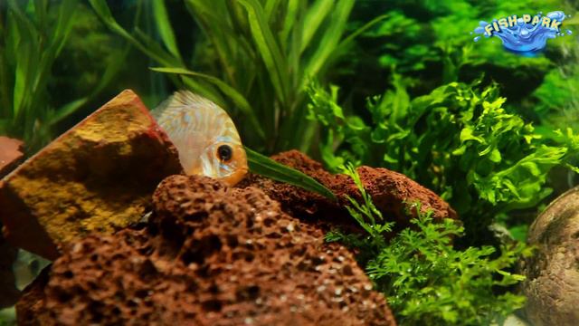 FISH PARK | 01 | Freshwater fish | Planted aquarium | Aquarium | Fish | Planted tank смотреть онлайн