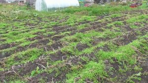 Три мотоблока.Три грохотных картофелекопалки.Пытаемся выкопать картошку из очень сырой земли.