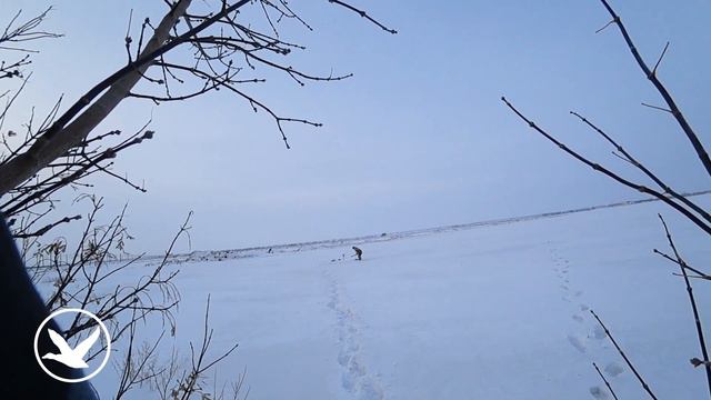 Лучшая охота на ворону зимой 2023 смотреть онлайн