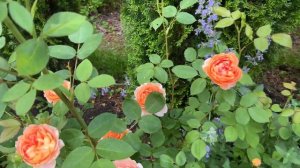 🌹 David Austin's Carding Mill Rose / 3rd Year / (AUSWEST)
