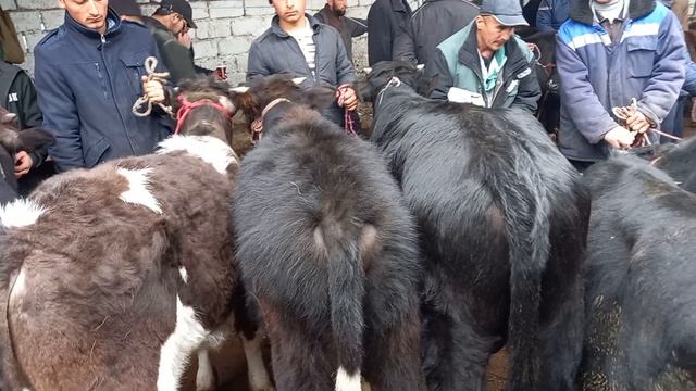 Гуножинча букача молбозори Худжанд @ELYORTV. 😱☝️🤳🙏🏻