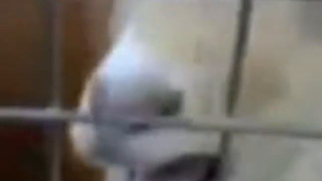 Moje 3 Ljubav je Svuda Goat Edition Serbia 2013 Eurovision смотреть онлайн