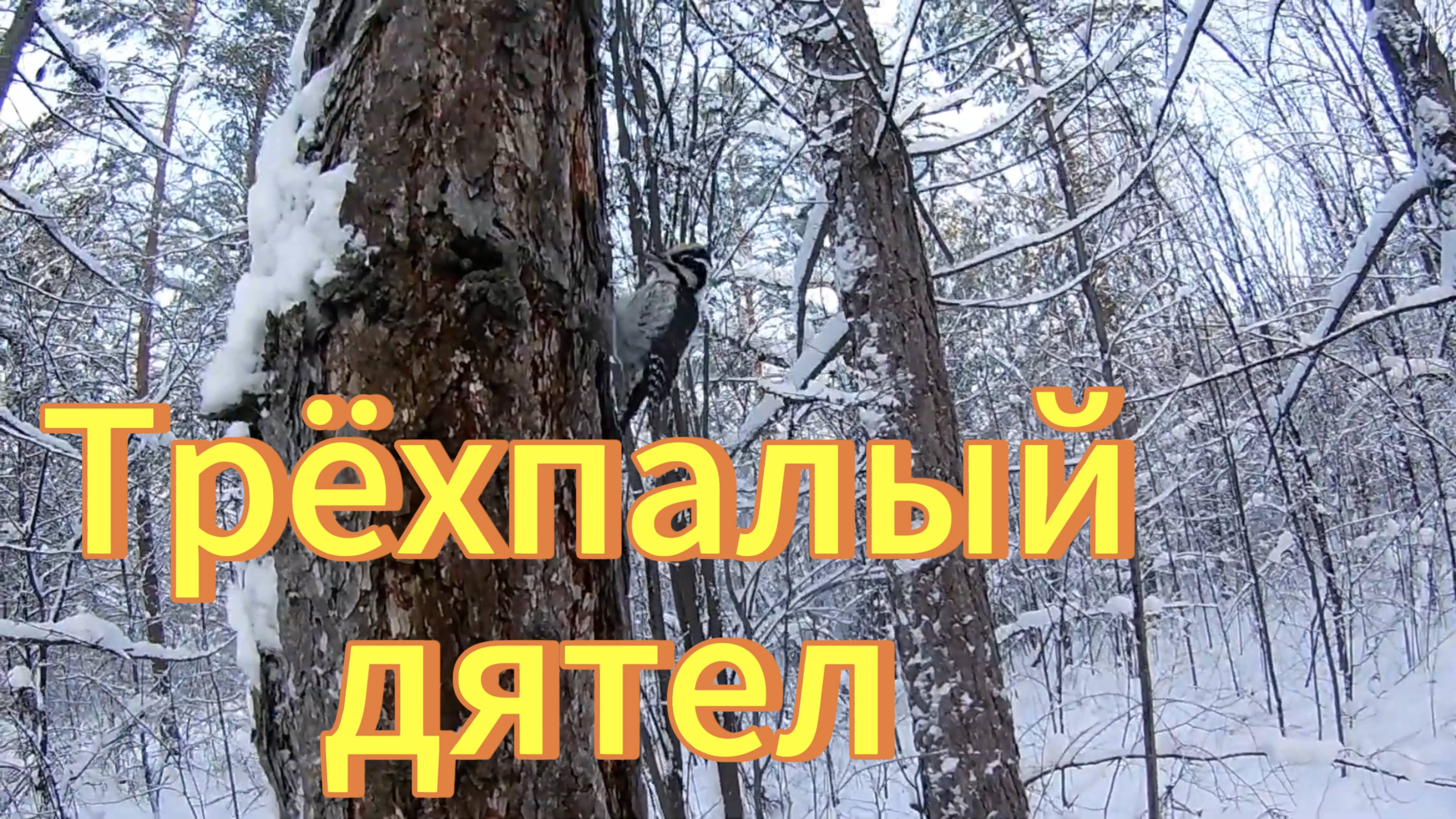 Трёхпалый дятел.Дятел на дереве. ПтицыНовосибирской области. смотреть онлайн