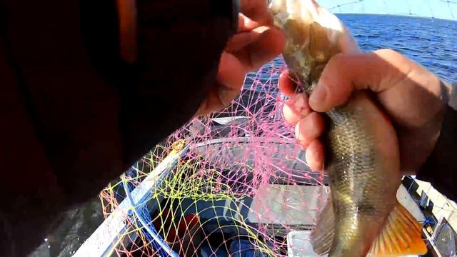 Открытие сезона 2019 на Ладоге. Креницы. День шнурка! Тестдрайв всех переделок в лодке. смотреть онлайн