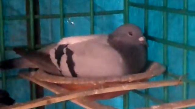 deshi kobutor for Bangladesh !!KobutorBD!! смотреть онлайн