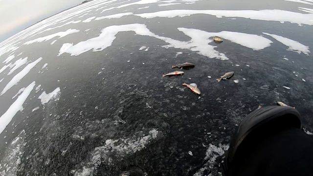 Первая рыбалка со льда 2022/2023. Ладога, Чёрное, ловля окуня на блесна и щуку на жерлицы. смотреть онлайн