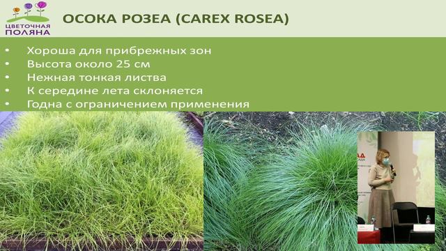 Круглый стол АППМ: «Каким должен быть современный, востребованный ассортимент растений» смотреть онлайн