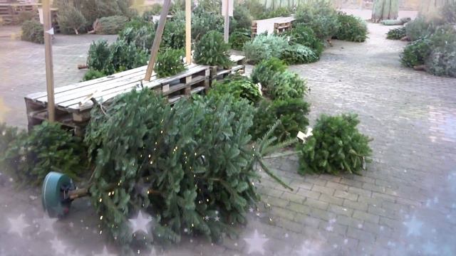 9 Desember - jakten på det perfekte juletre! смотреть онлайн