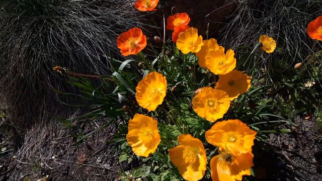 Анонс! смотреть онлайн