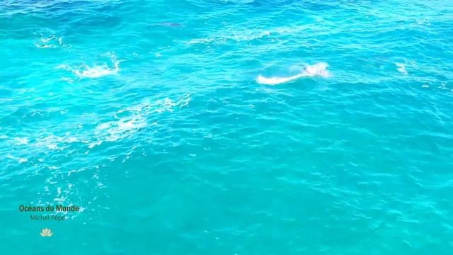 Océans du Monde - Michel Pépé смотреть онлайн