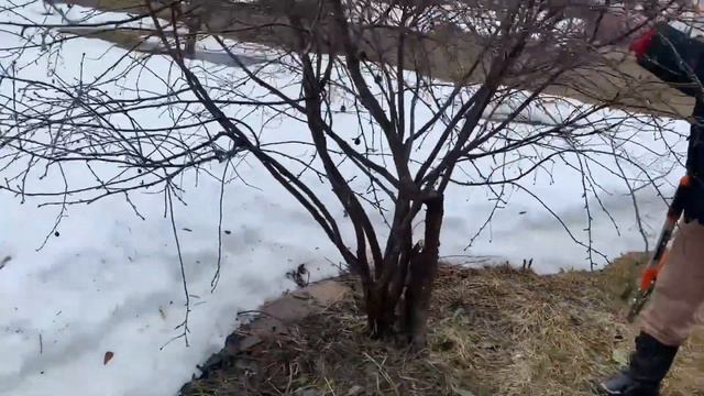 Сучкорез садовый