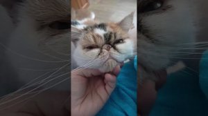 Мой ласковый и нежный зверь)