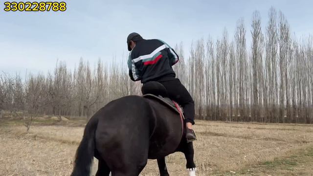 Chorni qkula sotuvda смотреть онлайн