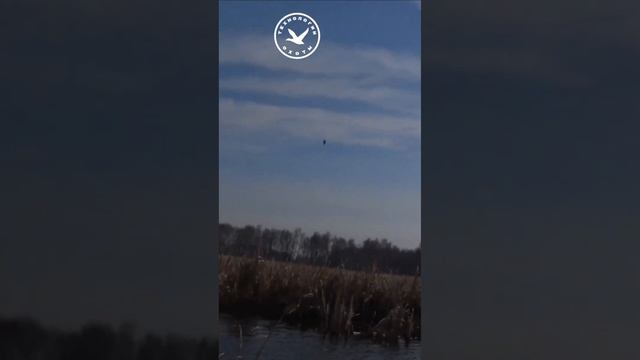 Турецкое оружие на охоте. Двустволка (Gladius Jagd) смотреть онлайн