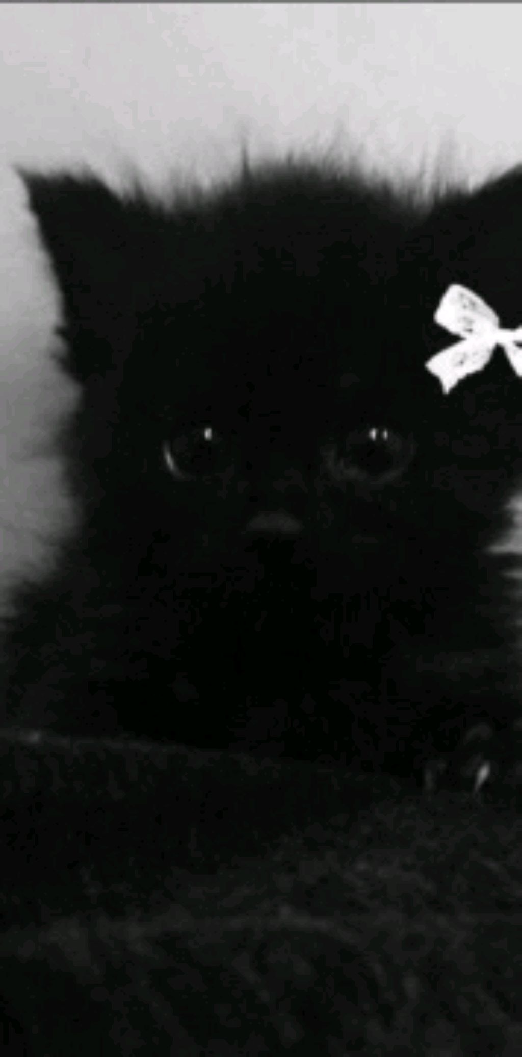 название съела собака смотреть онлайн