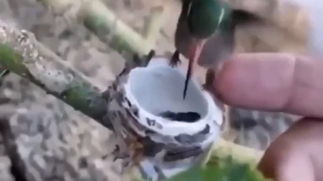 Размер гнезда колибри 🥰 смотреть онлайн