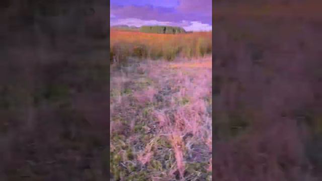 Major Lazer feat. Amber Coffman - Get Free © (Co6) смотреть онлайн