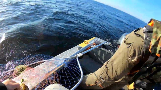 Рыбалка на Ладоге в безклёвье. Удалось вымучить рыбы на своих точках. смотреть онлайн
