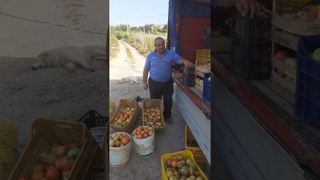azienda agricola Francesco sollazzo roggiano Gravina смотреть онлайн