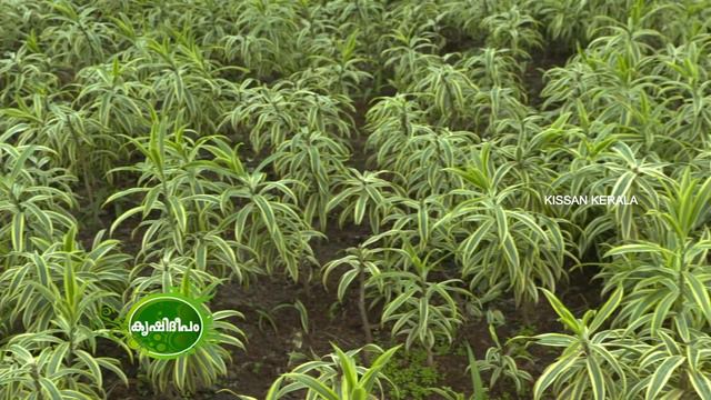 Cultivation of foliage plants смотреть онлайн
