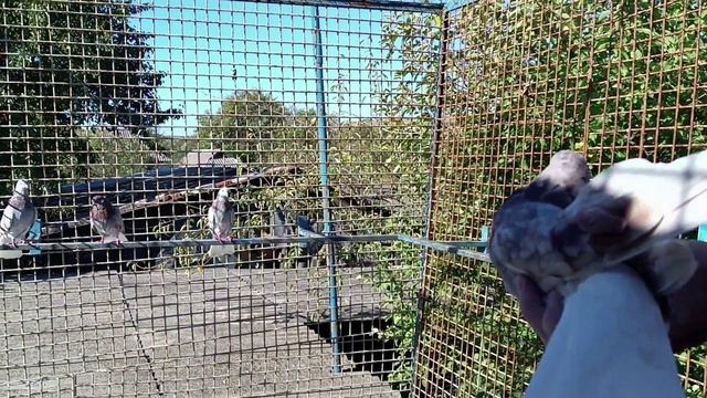 Николаевские голуби 24