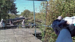 Николаевские голуби 24