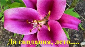 Лето это маленькая жизнь. Огромное спасибо Олегу Митяеву за его талант и творческие шедевры.