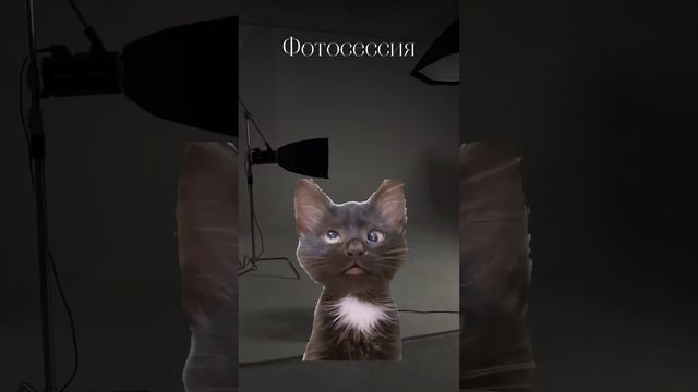 Жиза: Часть 2⚡ #свадьба #wedding #праздник #ведущийтимурмустафин смотреть онлайн