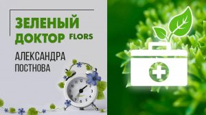 Комнатные растения тоже болеют. Что такое услуга Зеленый доктор и как это поможет вам решить вопрос.