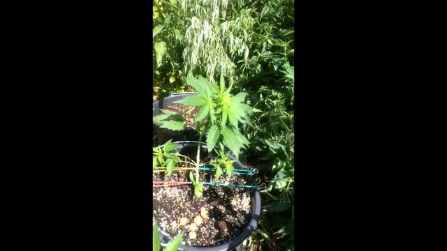 #4 Аутдор 2020 Crime Caramel auto, Auto AK, Dos-Vi-Dos auto смотреть онлайн