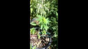 #4 Аутдор 2020 Crime Caramel auto, Auto AK, Dos-Vi-Dos auto