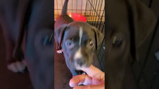 puppies update 😍 40 days old & on their own смотреть онлайн