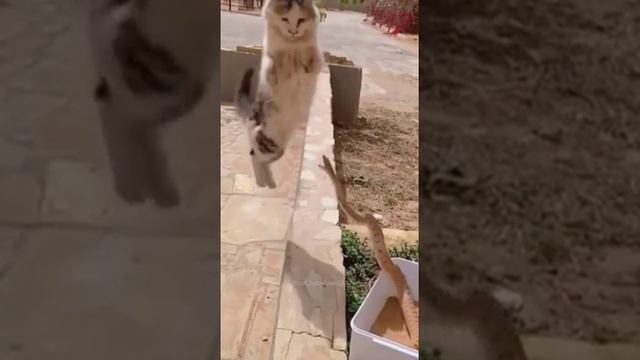 Кошачий спецназ смотреть онлайн