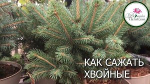 ПОСАДКА ХВОЙНЫХ