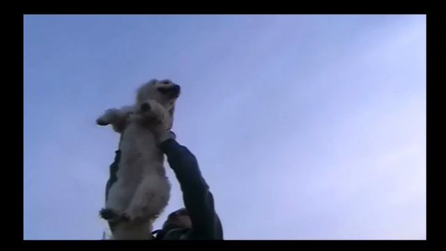 maily the circle of life version смотреть онлайн