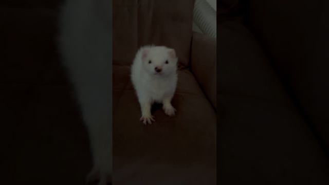 прикол смотреть онлайн