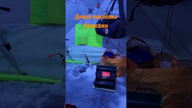 Дикая поклёвка корюшки! #ловлякорюшки #финскийзалив #зимняярыбалка #ловлянаблесну #ловлянамормышку смотреть онлайн