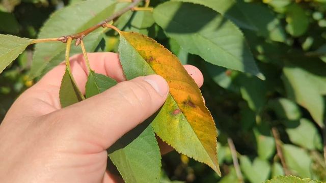 Чем подкормить вишню сливу осенью чтобы в следующем году ветки гнулись до земли от урожая? смотреть онлайн
