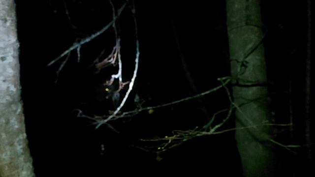 РАБОТА СОБАК НОЧЬЮ ПО ЛОСЯМ! смотреть онлайн