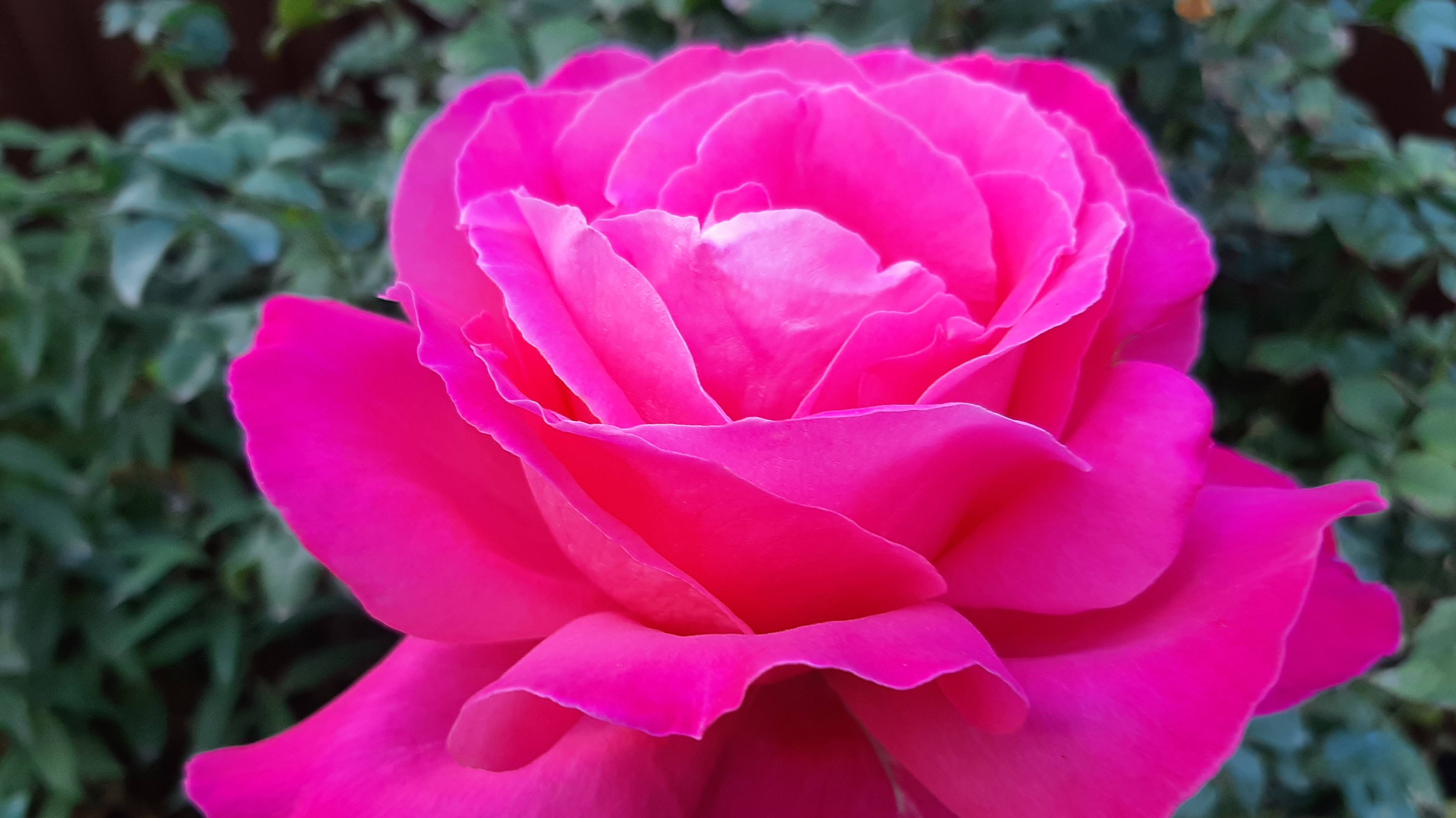 Розы 23 сентября смотреть онлайн