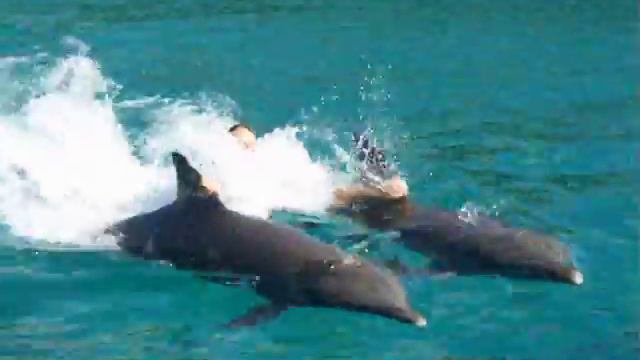 Dolphin pull смотреть онлайн