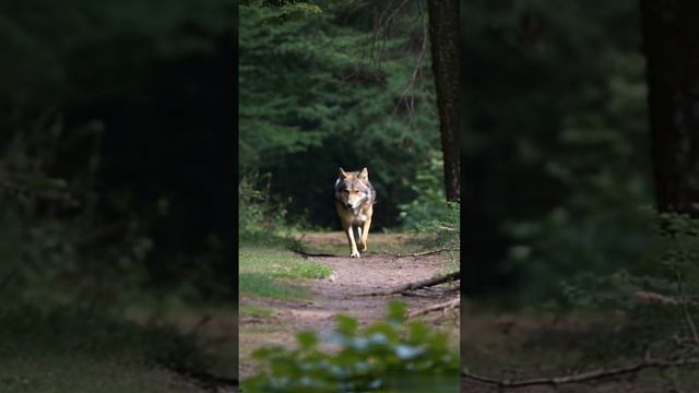 Волк смотреть онлайн