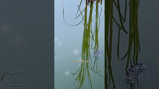 Место в Сочи для первого поцелуя.  Идея парням. #сочи #свидание #романтика