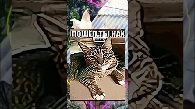 1000040363.mp4 смотреть онлайн