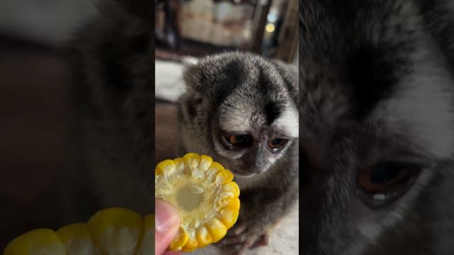 прикол смотреть онлайн