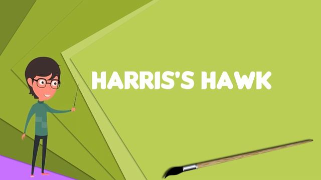 What is Harris's hawk? Explain Harris's hawk, Define Harris's hawk, Meaning of Harris's hawk смотреть онлайн
